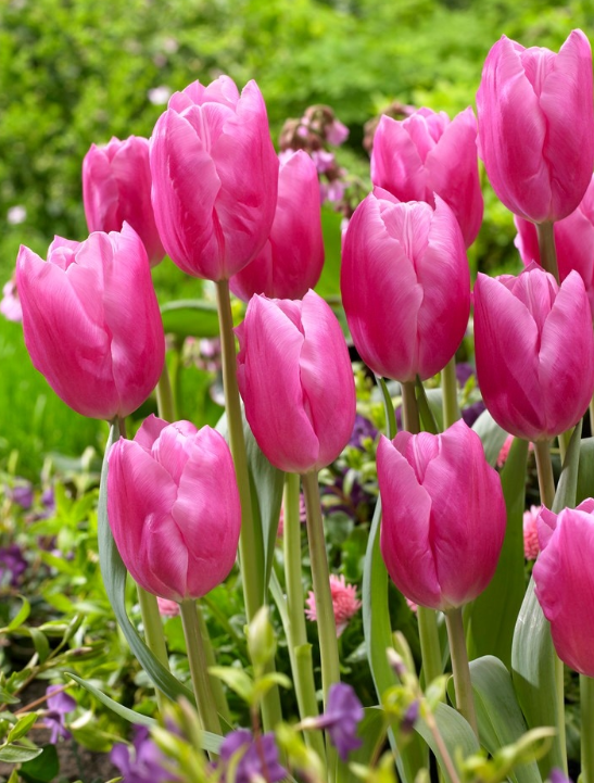 Tulip Jumbo Pink  Variety ( Giant tulip ) 3 bulbs