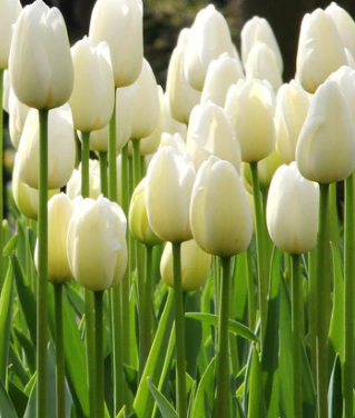 Tulip Catherina Variety ( Giant tulip ) 3 bulbs