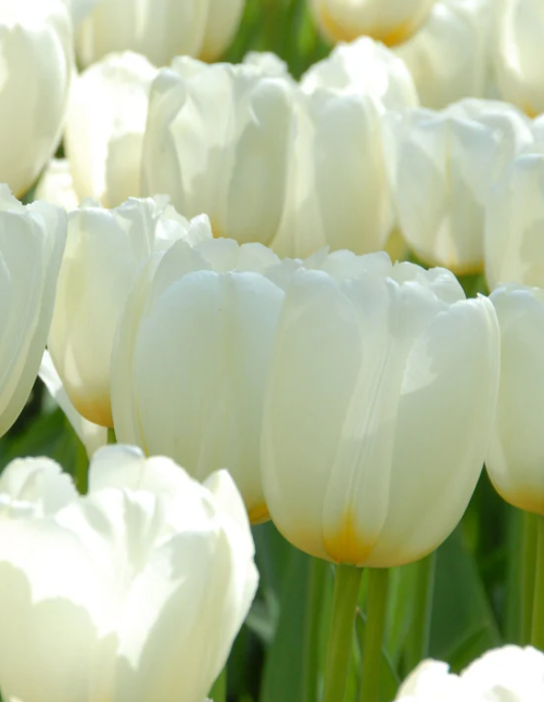 Tulip Catherina Variety ( Giant tulip ) 3 bulbs