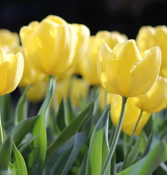 Tulip Muscadet  Variety ( Giant tulip ) 3 bulbs
