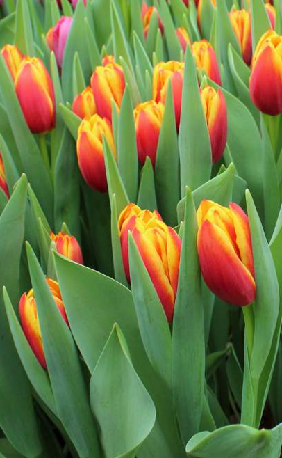 Tulip Luba Variety ( Giant tulip ) 3 bulbs