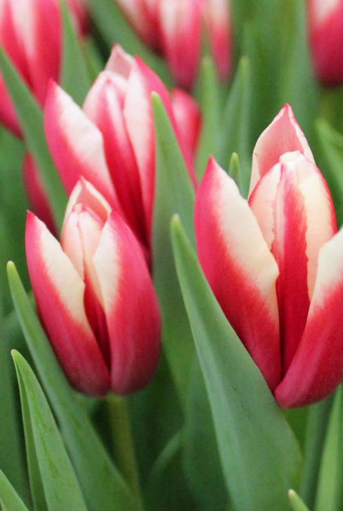 Tulip Conqueror Variety ( Giant tulip ) 3 bulbs
