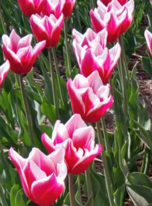 Tulip Conqueror Variety ( Giant tulip ) 3 bulbs