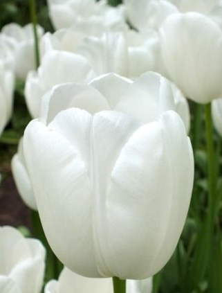 Tulip Maureen Variety ( Giant tulip ) 3 bulbs