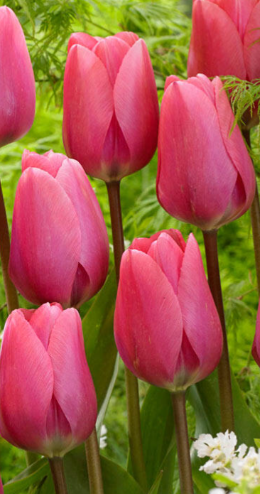 Tulip Big Love Variety ( Giant tulip ) 3 bulbs