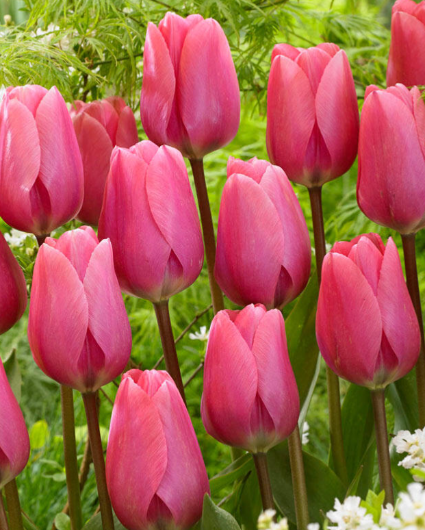 Tulip Big Love Variety ( Giant tulip ) 3 bulbs