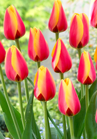 Tulip World Peace Variety ( Darvin tulip ) 3 bulbs