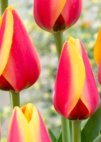 Tulip World Peace Variety ( Darvin tulip ) 3 bulbs