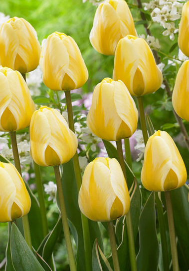 Tulip Cream Cocktail Variety ( Darvin tulip ) 3 bulbs