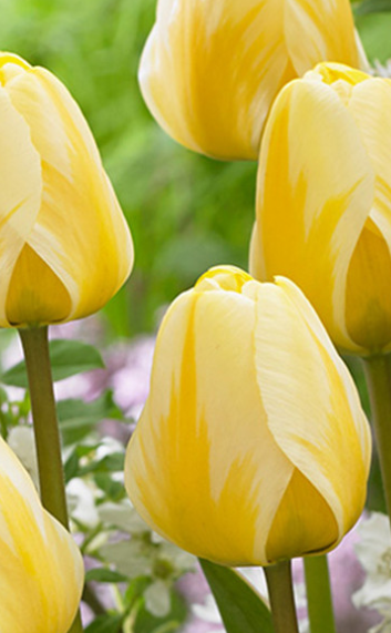 Tulip Cream Cocktail Variety ( Darvin tulip ) 3 bulbs