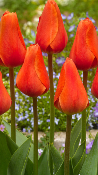 Tulip Esmee Variety ( Darvin tulip ) 3 bulbs