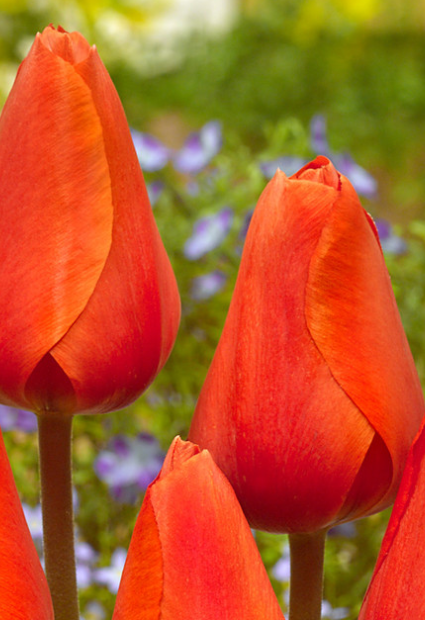 Tulip Esmee Variety ( Darvin tulip ) 3 bulbs