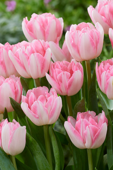 Tulip Foxtrot Variety ( Whole tulip ) 3 bulbs