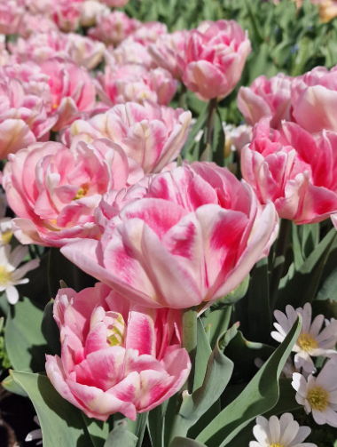 Tulip Foxtrot Variety ( Whole tulip ) 3 bulbs