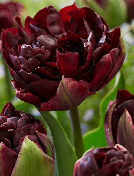 Tulip Palmyra Variety ( Whole tulip ) 3 bulbs