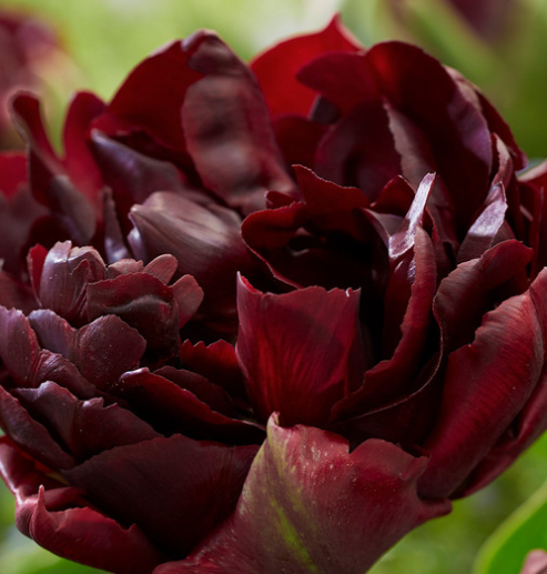 Tulip Palmyra Variety ( Whole tulip ) 3 bulbs