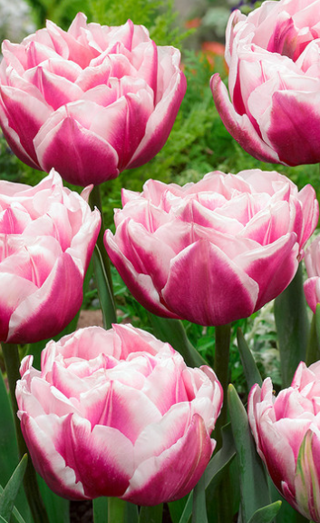 Tulip Fantasy Lady Variety ( Whole tulip ) 3 bulbs