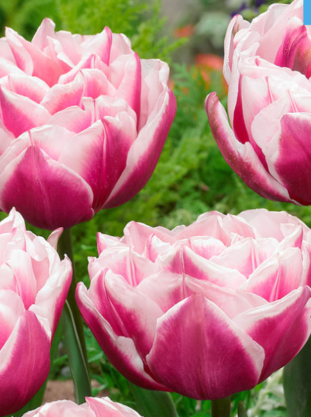 Tulip Fantasy Lady Variety ( Whole tulip ) 3 bulbs