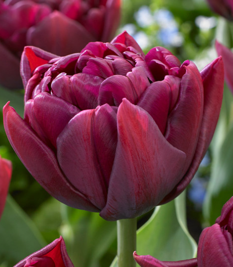 Tulip Alison Bradley Variety ( Whole tulip ) 3 bulbs