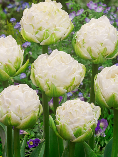 Tulip White Mountain Variety ( Whole tulip ) 3 bulbs