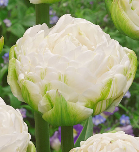 Tulip White Mountain Variety ( Whole tulip ) 3 bulbs