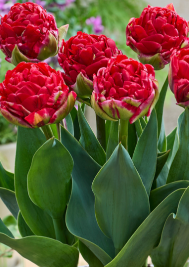 Tulip Pamplona Variety ( Whole tulip ) 3 bulbs