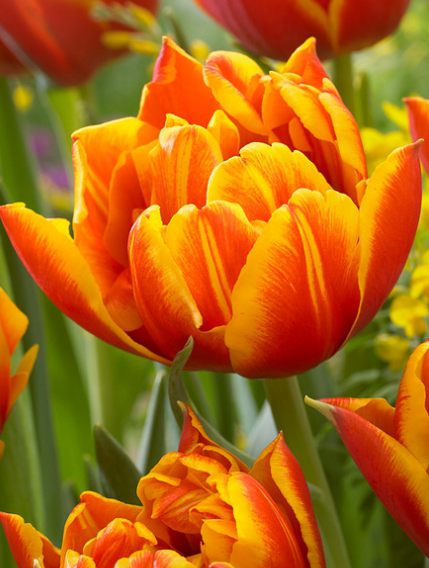 Tulip Crossfire Variety ( Whole tulip ) 3 bulbs