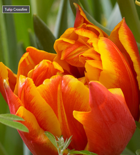 Tulip Crossfire Variety ( Whole tulip ) 3 bulbs