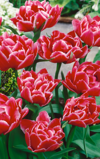 Tulip Willemsoord Variety ( Whole tulip ) 3 bulbs