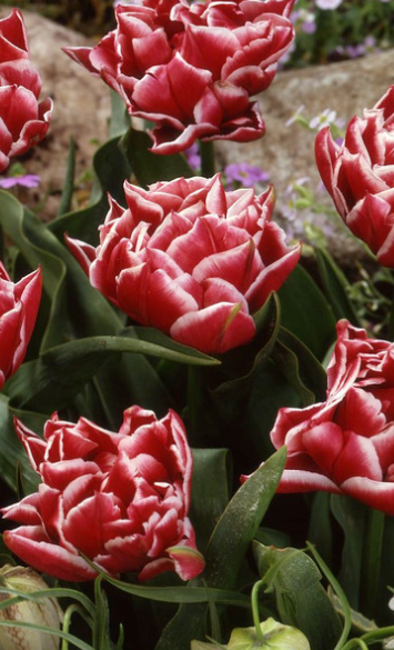 Tulip Willemsoord Variety ( Whole tulip ) 3 bulbs