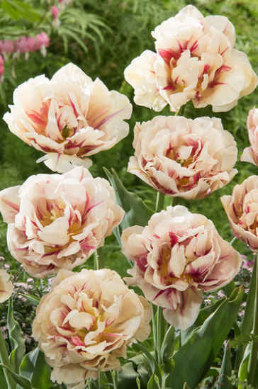 Tulip Flaming Margarita Variety ( Whole tulip ) 3 bulbs