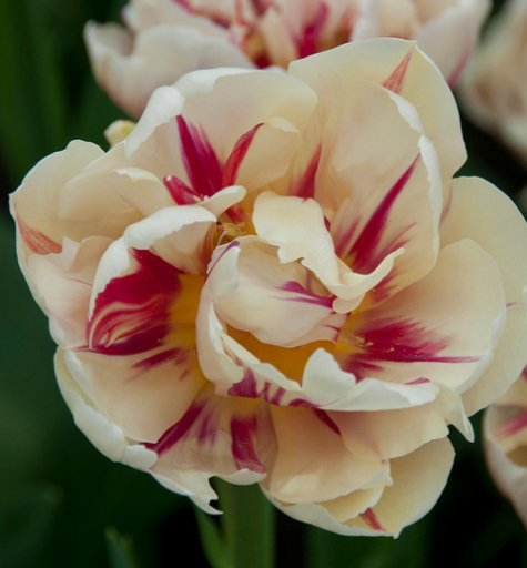 Tulip Flaming Margarita Variety ( Whole tulip ) 3 bulbs