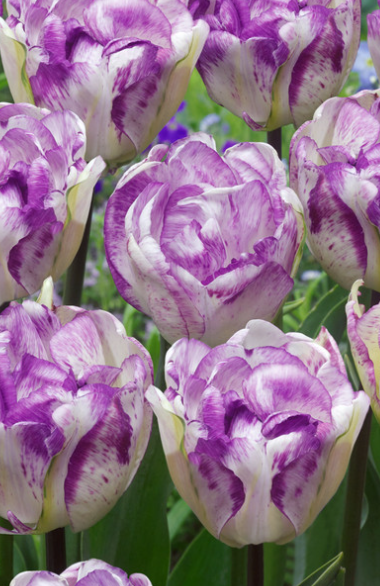 Tulip Shirley Double Variety ( Whole tulip ) 3 bulbs