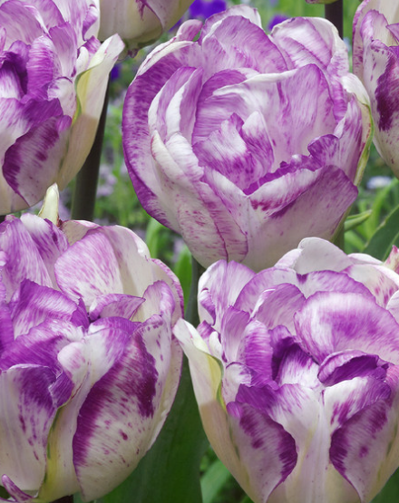 Tulip Shirley Double Variety ( Whole tulip ) 3 bulbs