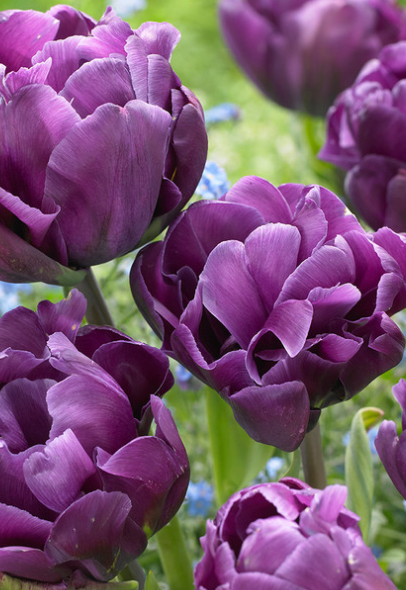 Tulip Alicante Variety ( Whole tulip ) 3 bulbs