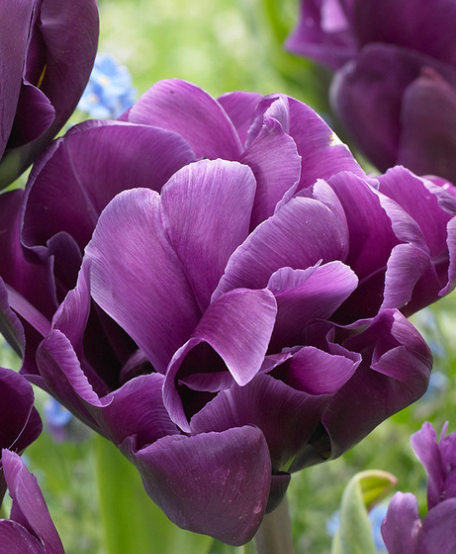 Tulip Alicante Variety ( Whole tulip ) 3 bulbs