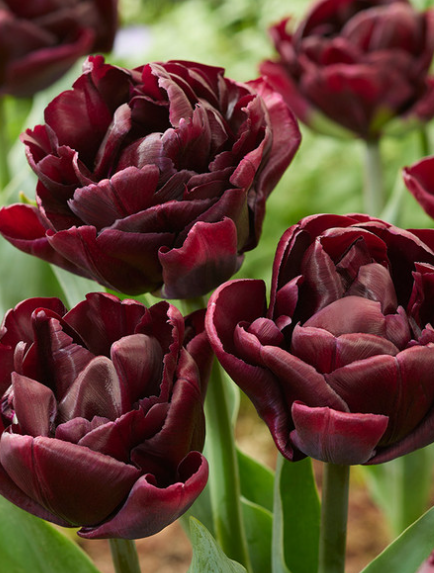 Tulip Canyon Variety ( Whole tulip ) 3 bulbs