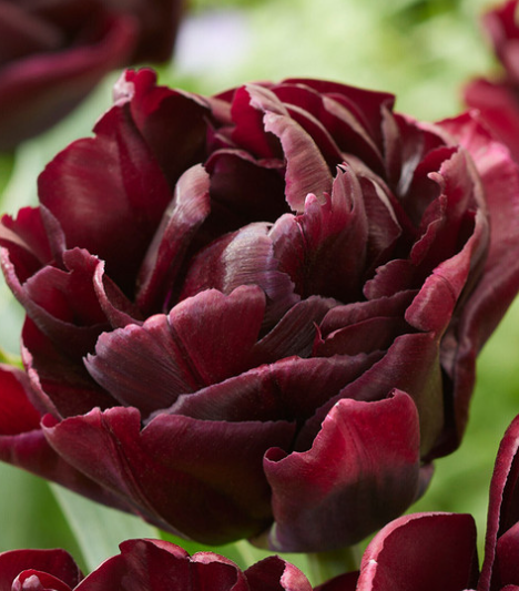 Tulip Canyon Variety ( Whole tulip ) 3 bulbs