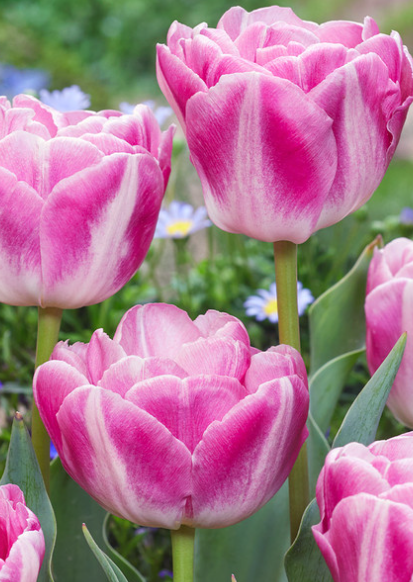 Tulip Vogue Variety ( Whole tulip ) 3 bulbs