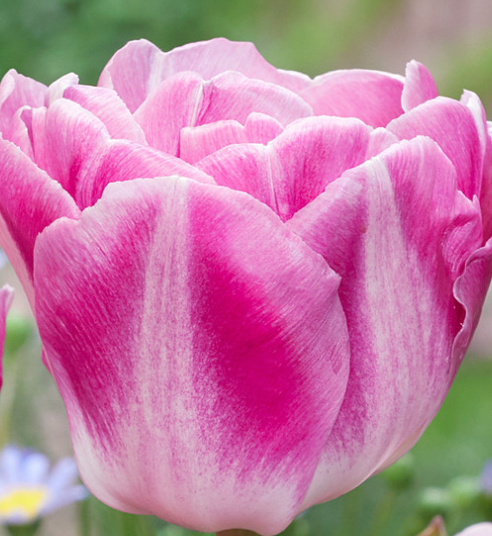 Tulip Vogue Variety ( Whole tulip ) 3 bulbs