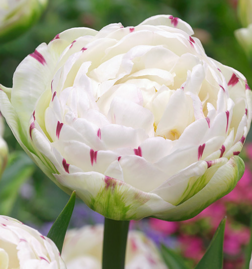 Tulip Danceline Variety ( Whole tulip ) 3 bulbs