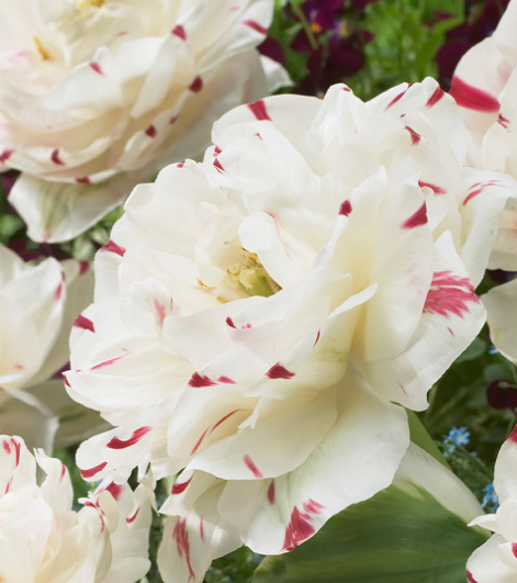 Tulip Danceline Variety ( Whole tulip ) 3 bulbs