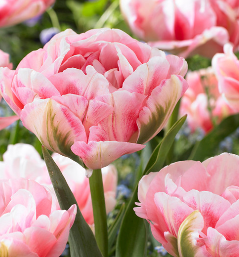 Tulip Finola Variety ( Whole tulip ) 3 bulbs