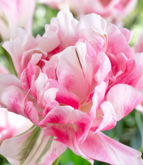 Tulip Finola Variety ( Whole tulip ) 3 bulbs