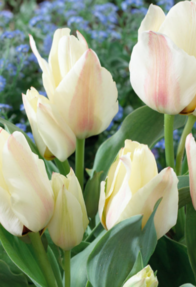 Tulip Albion Star Variety ( Tulip greigii ) 3 bulbs