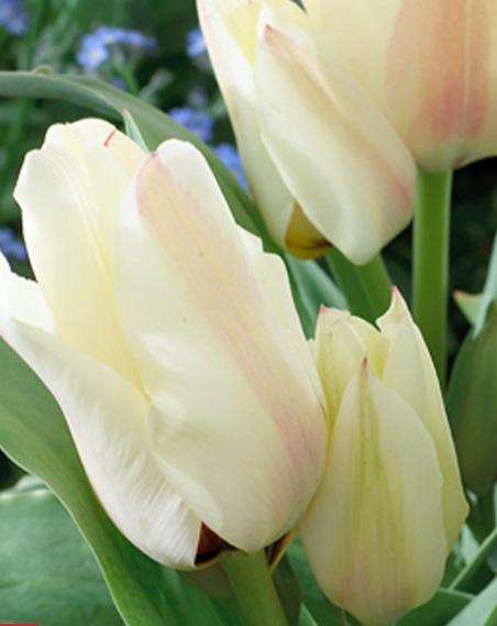 Tulip Albion Star Variety ( Tulip greigii ) 3 bulbs