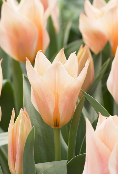 Tulip Fur Elise Variety ( Tulip greigii ) 3 bulbs