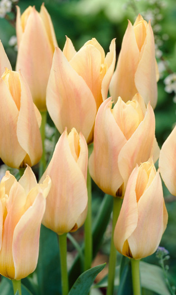 Tulip Fur Elise Variety ( Tulip greigii ) 3 bulbs