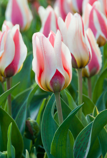 Tulip Mary Ann Variety ( Tulip greigii ) 3 bulbs