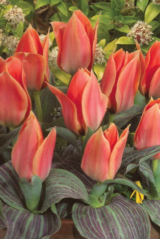 Tulip Calypso Variety ( Tulip greigii ) 3 bulbs